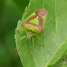 Attēlu rezultāti vaicājumam “Acanthosoma haemorrhoidale”