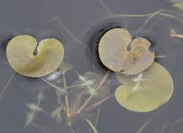 Attēlu rezultāti vaicājumam “Hydrocharis morsus-ranae bud”