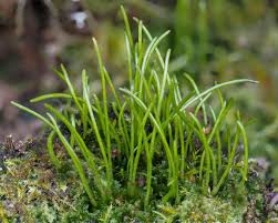 Attēlu rezultāti vaicājumam “Leiocolea collaris”