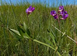 Attēlu rezultāti vaicājumam “Lathyrus palustris flower”