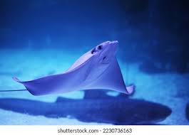 Image result for Rhinoptera bonasus