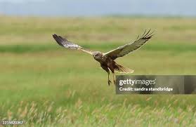 Attēlu rezultāti vaicājumam “Circus aeruginosus”