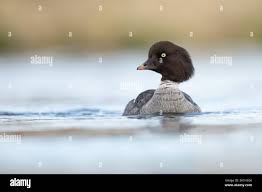 Attēlu rezultāti vaicājumam “Lophozia laxa macro”