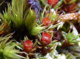 Attēlu rezultāti vaicājumam “Polytrichum piliferum”