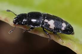 Attēlu rezultāti vaicājumam “Glischrochilus hortensis”