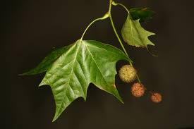 Attēlu rezultāti vaicājumam “Platanus x hispanica (syn. Platanus x acerifolia) leaf”