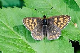 Attēlu rezultāti vaicājumam “Hamearis lucina”