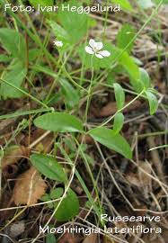Attēlu rezultāti vaicājumam “Moehringia lateriflora leaf”