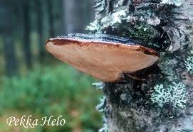 Attēlu rezultāti vaicājumam “Phellinus nigricans”