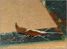 Attēlu rezultāti vaicājumam “Ypsolopha dentella”