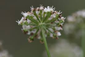 Attēlu rezultāti vaicājumam “Peucedanum oreoselinum”