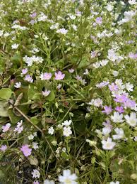 Attēlu rezultāti vaicājumam “Claytonia sibirica flower”