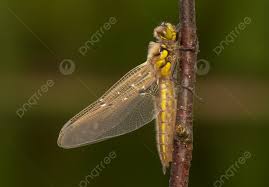 Attēlu rezultāti vaicājumam “Libellula quadrimaculata imago”