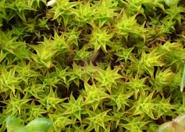 Attēlu rezultāti vaicājumam “Didymodon rigidulus sporophyte”