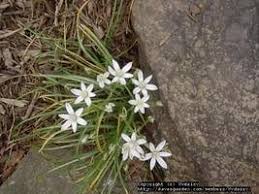 Attēlu rezultāti vaicājumam “Badhamia bethelii stalked”