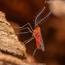 Attēlu rezultāti vaicājumam “Cecidomyiidae”