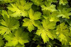 Image result for Geranium `Sandrine`