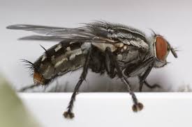 Attēlu rezultāti vaicājumam “Sarcophagidae”