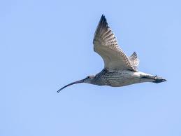 Attēlu rezultāti vaicājumam “Numenius arquata”