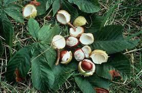 Attēlu rezultāti vaicājumam “Aesculus hippocastanum fruit”