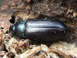 Attēlu rezultāti vaicājumam “Osmoderma barnabita imago”