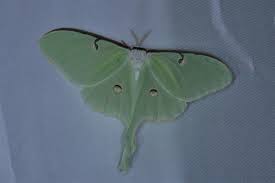 Attēlu rezultāti vaicājumam “Eulithis sp.”