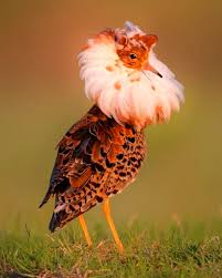 Attēlu rezultāti vaicājumam “Philomachus pugnax adult”