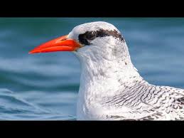 Image result for Phaethon aethereus