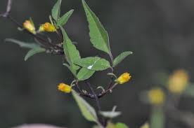 Attēlu rezultāti vaicājumam “Bidens frondosa flower”