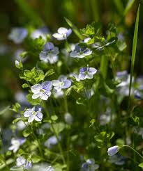 Attēlu rezultāti vaicājumam “Veronica filiformis flower”