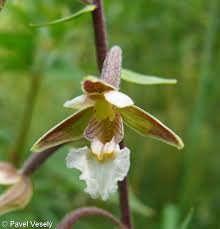 Attēlu rezultāti vaicājumam “Epipactis palustris leaf”