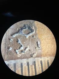 Attēlu rezultāti vaicājumam “Stemonitopsis amoena”