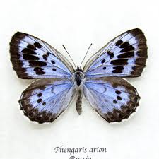 Attēlu rezultāti vaicājumam “Phengaris arion”