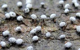 Attēlu rezultāti vaicājumam “Didymium sp.”