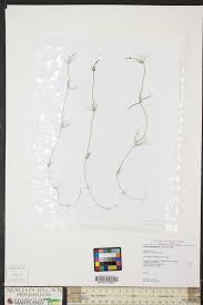 Attēlu rezultāti vaicājumam “Chara contraria”