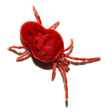 Attēlu rezultāti vaicājumam “Trombidiidae”