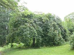 Attēlu rezultāti vaicājumam “Fraxinus excelsior Pendula fruit”
