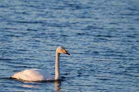 Attēlu rezultāti vaicājumam “Cygnus cygnus adult”