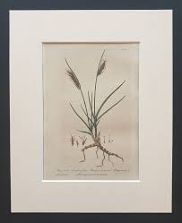 Attēlu rezultāti vaicājumam “Blysmus compressus fruit”