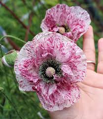 Image result for Papaver rhoeas