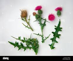 Attēlu rezultāti vaicājumam “Cirsium vulgare leaf”