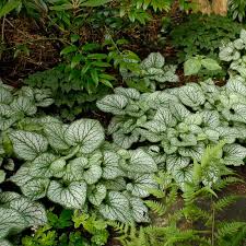 Image result for Brunnera `Jack Frost`
