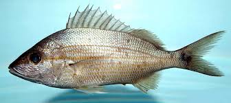 Image result for Haemulon aurolineatum