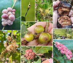 Attēlu rezultāti vaicājumam “Diplolepis bicolor”