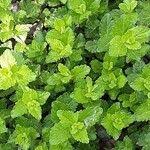 Attēlu rezultāti vaicājumam “Veronica agrestis leaf”