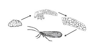 Attēlu rezultāti vaicājumam “Trichoptera”
