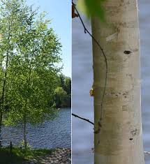 Attēlu rezultāti vaicājumam “Betula pubescens”
