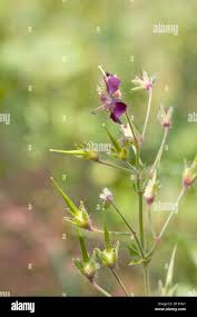 Attēlu rezultāti vaicājumam “Geranium bohemicum bud”