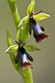 Attēlu rezultāti vaicājumam “Ophrys insectifera”