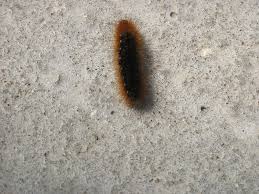 Attēlu rezultāti vaicājumam “Arctia caja larva”